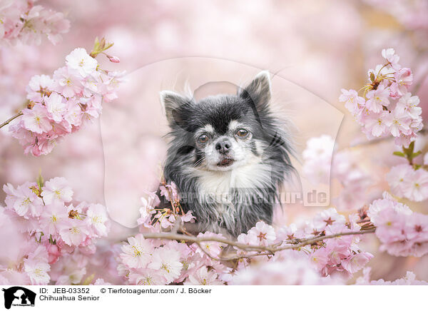 Chihuahua Senior / Chihuahua Senior / JEB-03352