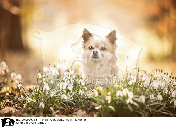 langhaariger Chihuahua / longhaired Chihuahua / JAM-06733