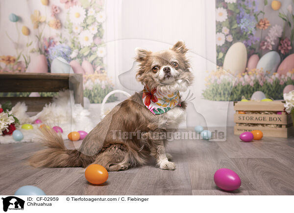 Chihuahua / Chihuahua / CF-02959