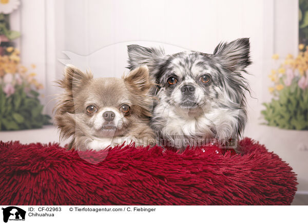 Chihuahua / Chihuahua / CF-02963