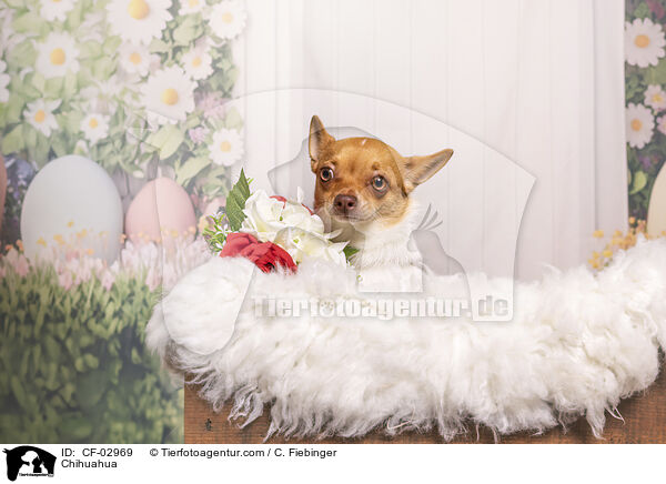 Chihuahua / Chihuahua / CF-02969