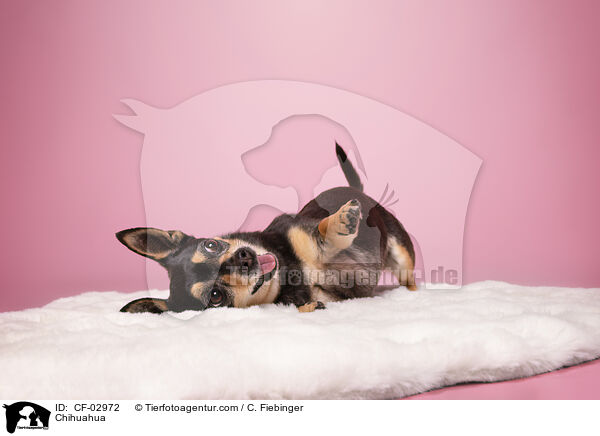 Chihuahua / Chihuahua / CF-02972
