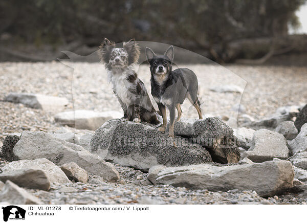 Chihuahua / Chihuahua / VL-01278