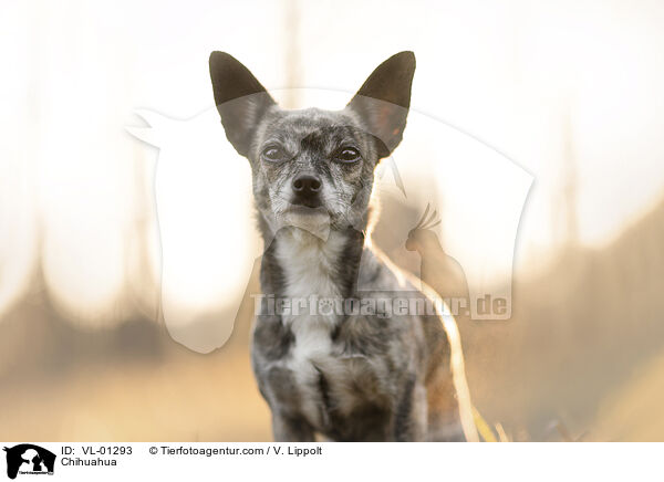 Chihuahua / VL-01293
