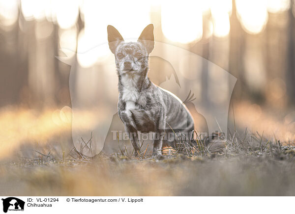 Chihuahua / VL-01294