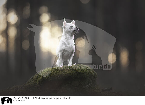 Chihuahua / Chihuahua / VL-01301