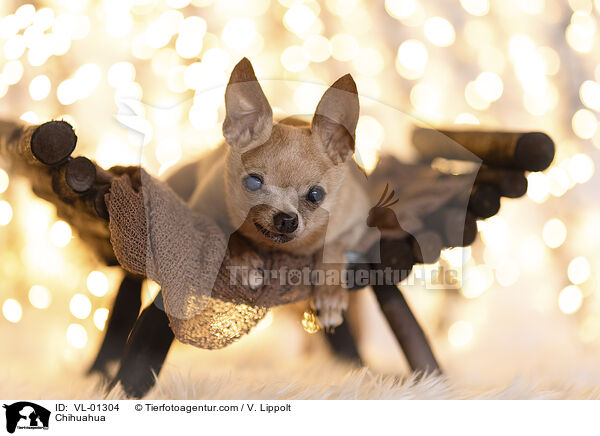 Chihuahua / Chihuahua / VL-01304