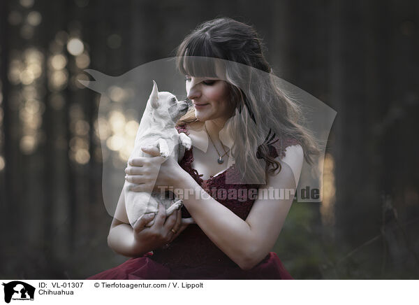 Chihuahua / Chihuahua / VL-01307