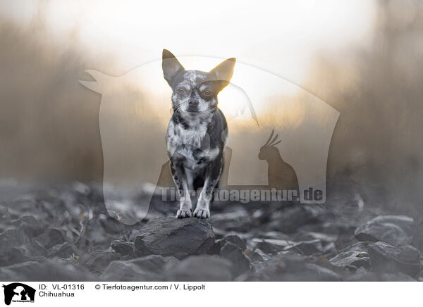 Chihuahua / Chihuahua / VL-01316