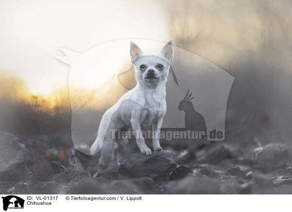 Chihuahua / Chihuahua / VL-01317