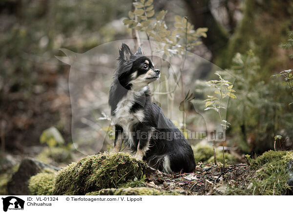 Chihuahua / Chihuahua / VL-01324