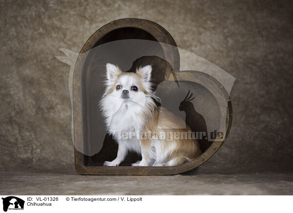 Chihuahua / Chihuahua / VL-01326