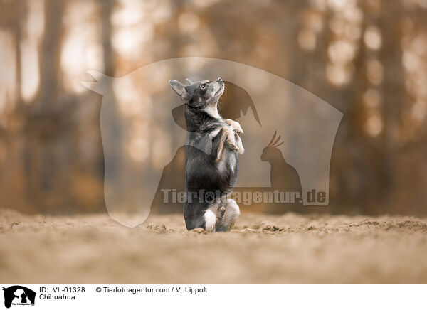 Chihuahua / Chihuahua / VL-01328