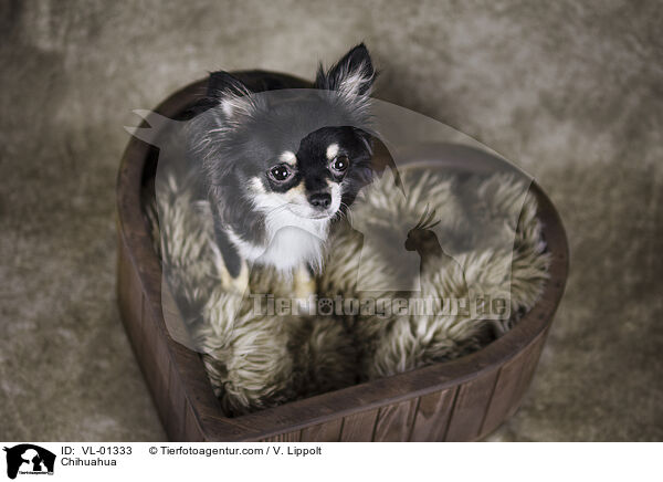 Chihuahua / Chihuahua / VL-01333