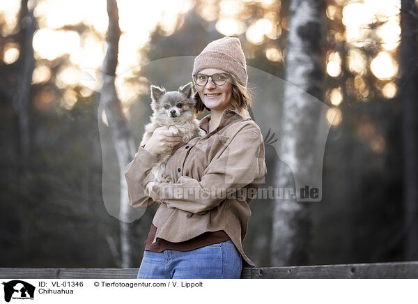 Chihuahua / Chihuahua / VL-01346
