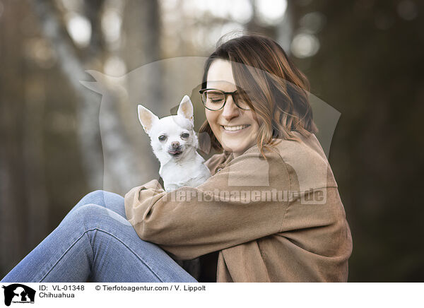 Chihuahua / Chihuahua / VL-01348