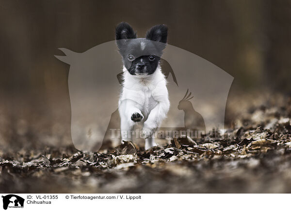 Chihuahua / VL-01355