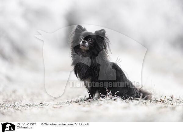Chihuahua / Chihuahua / VL-01371