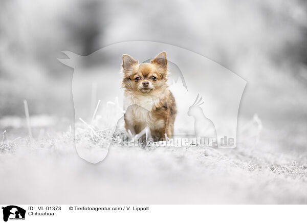 Chihuahua / VL-01373