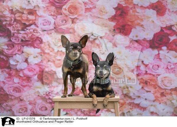Kurzhaarchihuahua und Prager Rattler / shorthaired Chihuahua and Prager Rattler / LP-01576