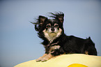 Chihuahua