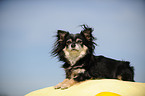 Chihuahua