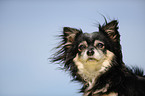 Chihuahua Portrait