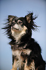 Chihuahua Portrait