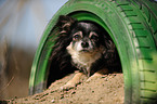 Chihuahua