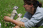 woman and Chihuahuas