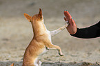 Chihuahua gives paw