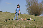 woman with Chihuahuas