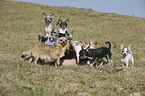 woman with Chihuahuas