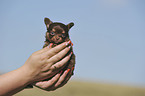 Chihuahua Puppy