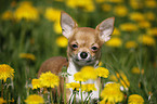 young shorthaired Chihuahua