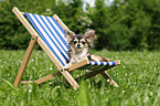 lying longhaired Chihuahua