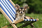 lying longhaired Chihuahua