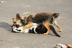longhaired Chihuahua and cat