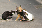 longhaired Chihuahua and cats