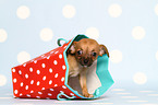 shorthaired Chihuahua puppy