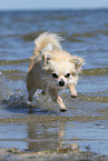 running longhaired Chihuahua