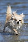 running longhaired Chihuahua