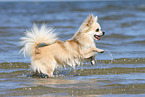 running longhaired Chihuahua