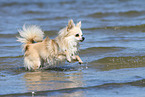 running longhaired Chihuahua
