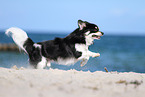 running longhaired Chihuahua