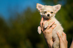 longhaired Chihuahua puppy