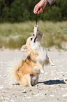 playing longhaired Chihuahua