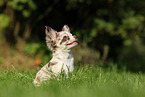 Chihuahua Puppy