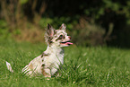 Chihuahua Puppy