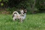 Chihuahua Puppy